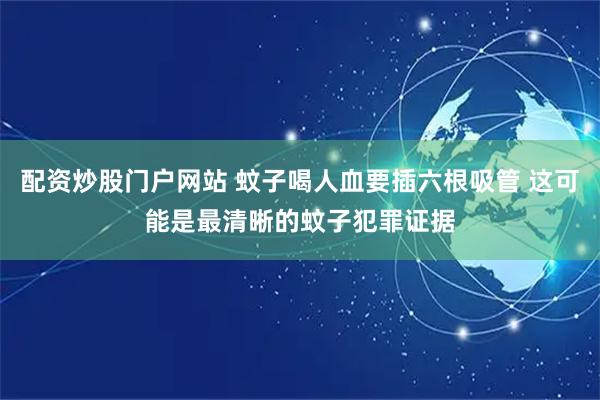 配资炒股门户网站 蚊子喝人血要插六根吸管 这可能是最清晰的蚊子犯罪证据